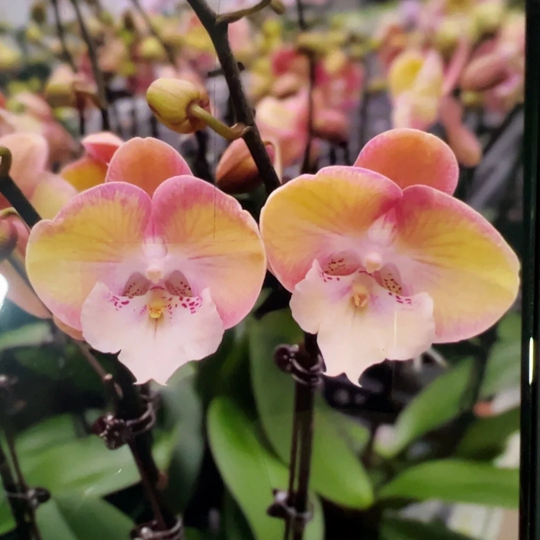 当前无花栽培后可以开花处理彩虹独角兽新苗凑单发货