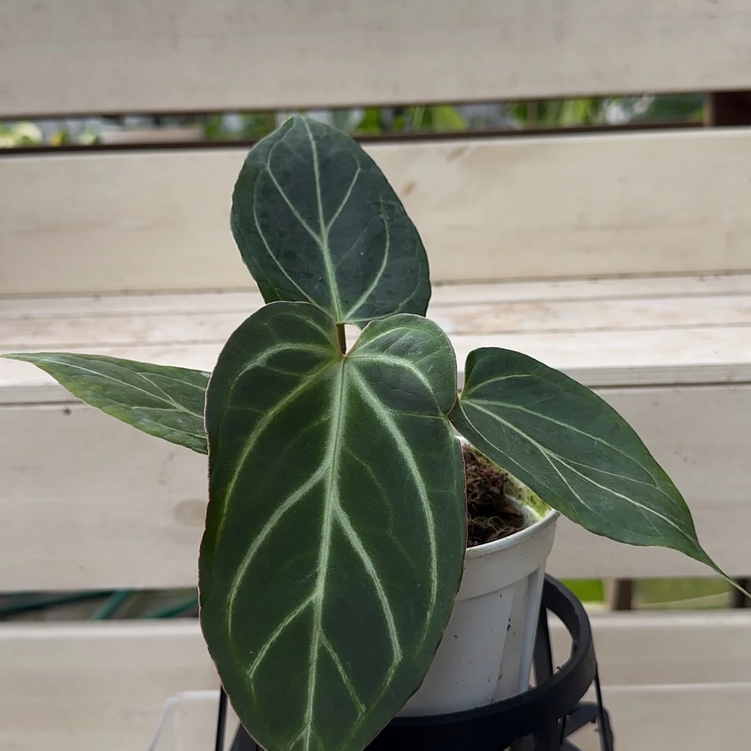 无花朵Kos杂花烛kos