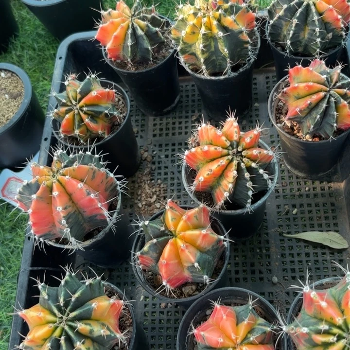二个实生牡丹锦好养