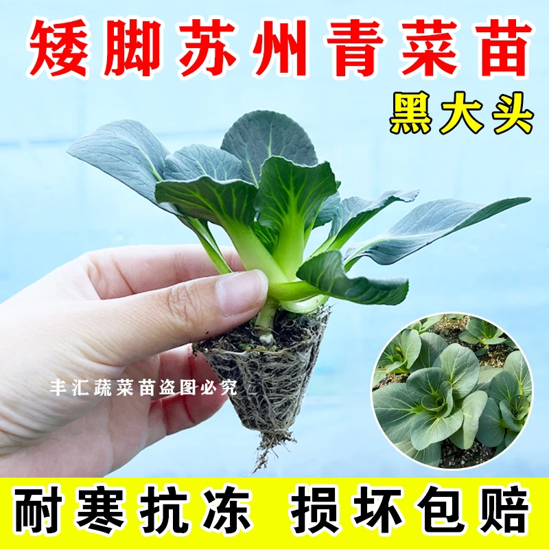 苏州青菜苗秧苗黑叶矮脚苏州青黑大头菜苗油麦菜带土幼苗生菜苗
