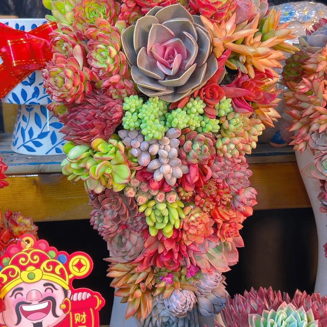 全家福花园多肉组合