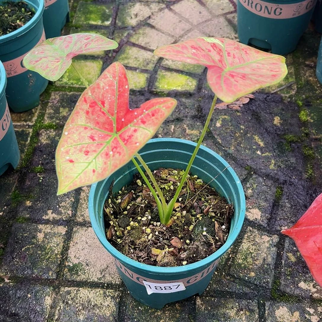 七***安完全开放1887。