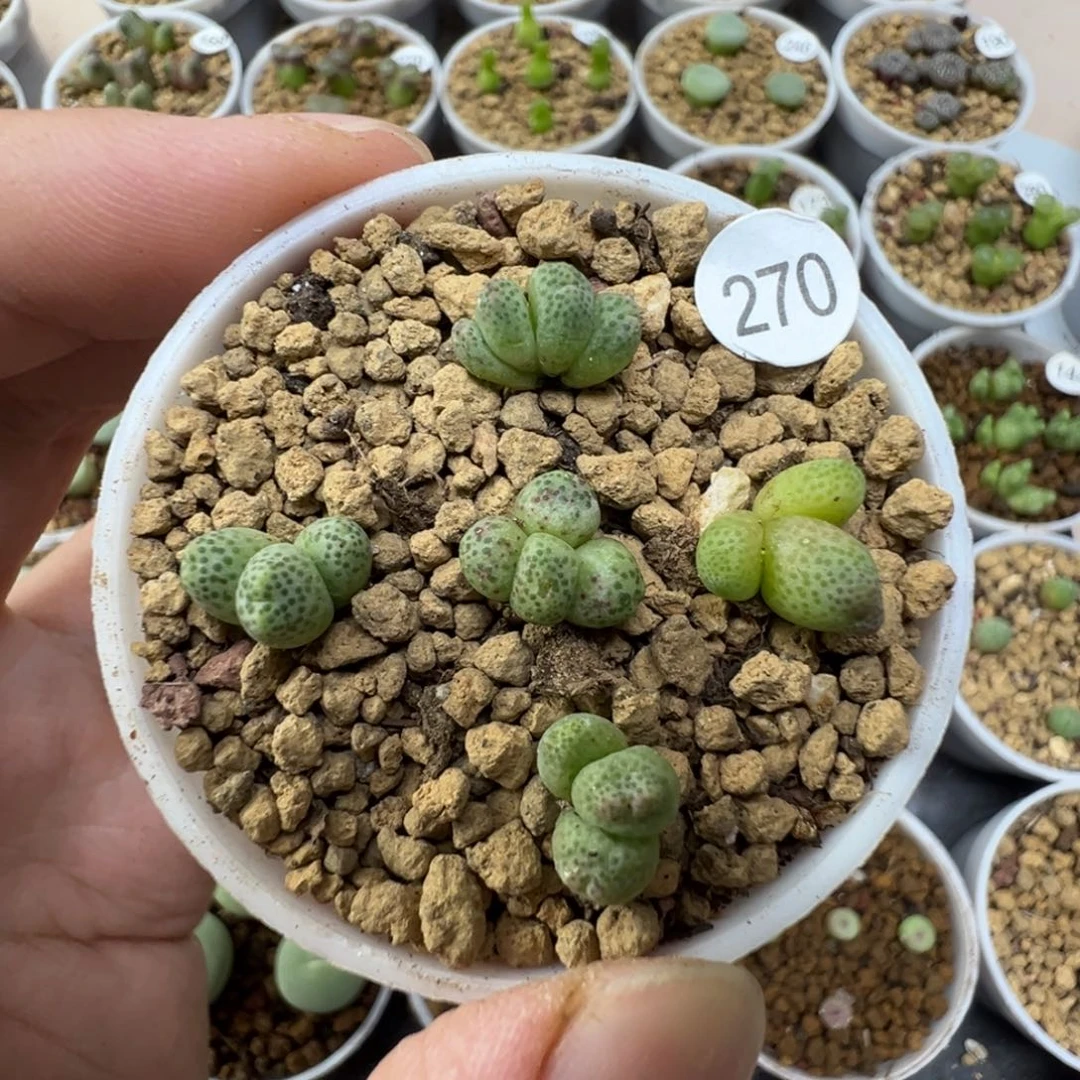 草莓一颗脱土270000