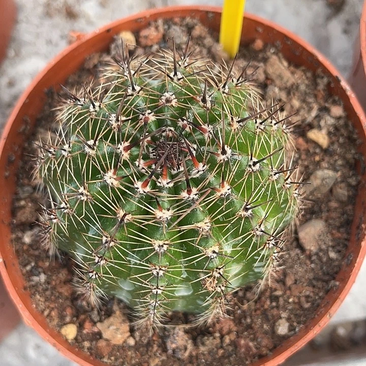 426号实生彩草带盆土