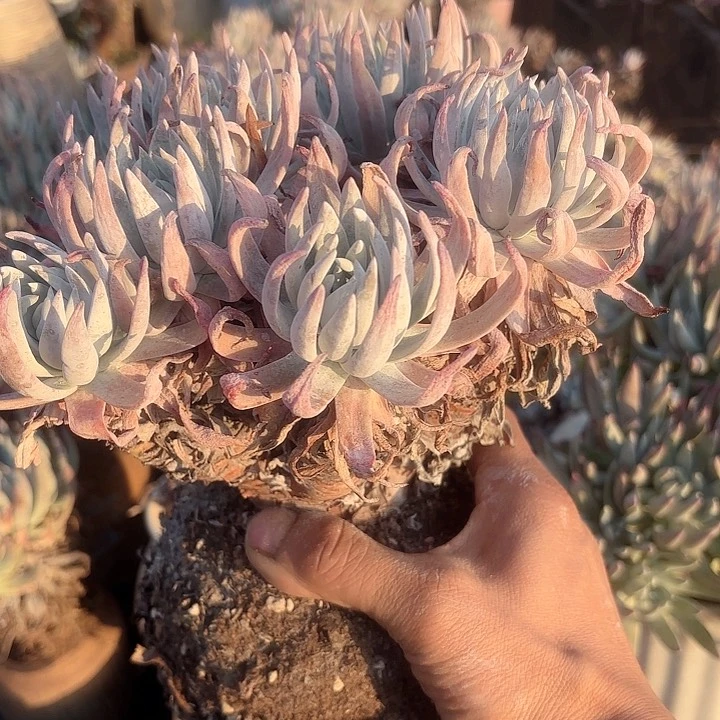 仙女杯多肉植物提取