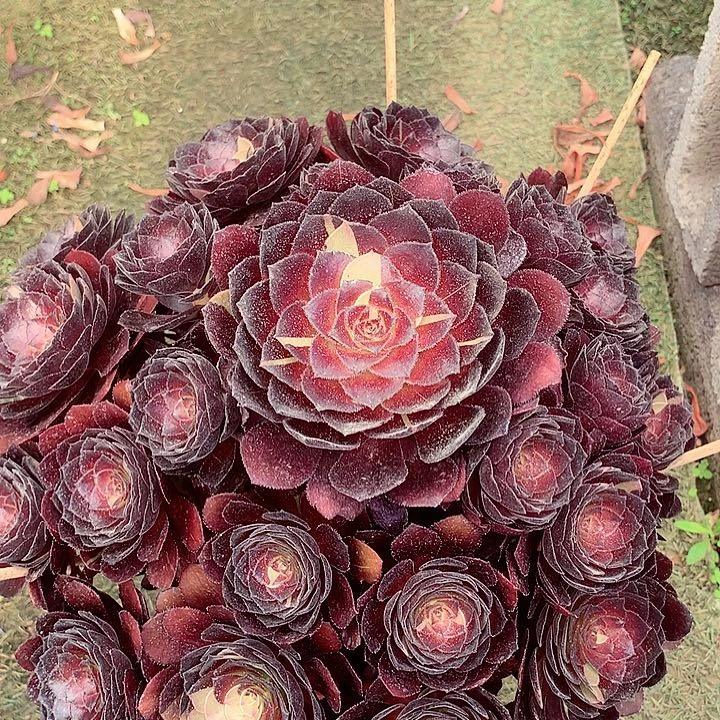 花花公子，多肉植物