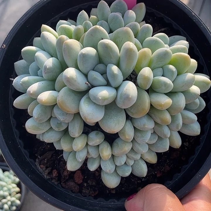 香玉多肉植物群生