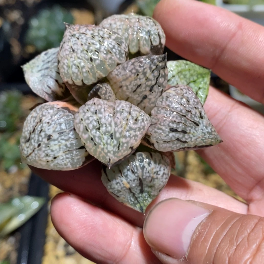 一颗实生丸叶白银锦。