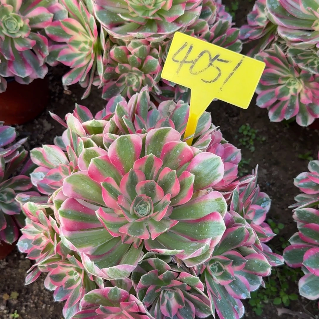 4051---+女巫多头多肉