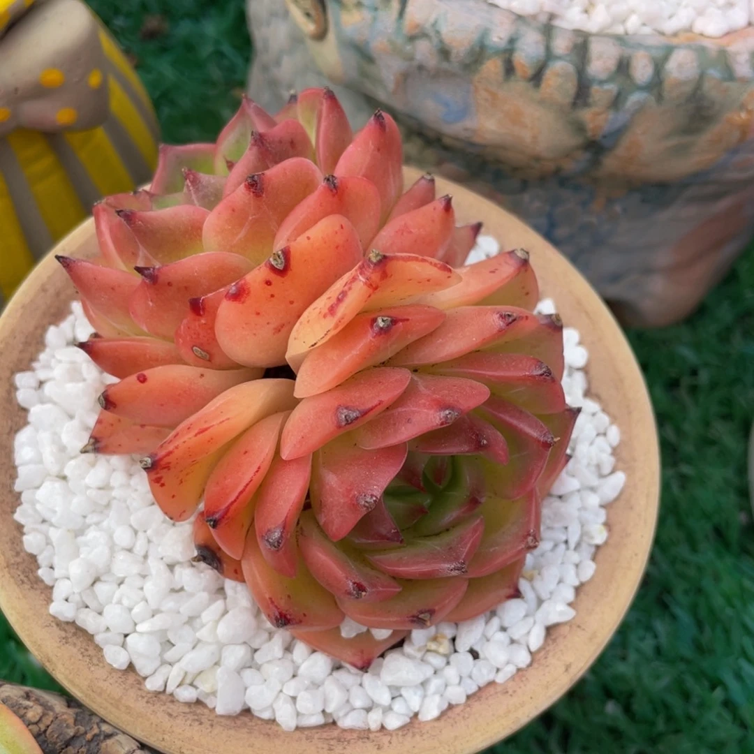 多肉植物盆栽多肉
