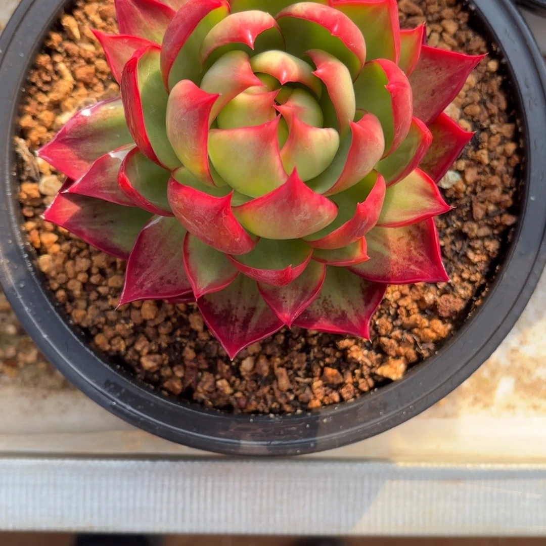 这个惊鸿仙子也是很漂亮的呢。