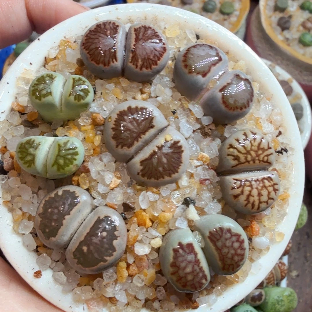 多肉葡萄的季节854