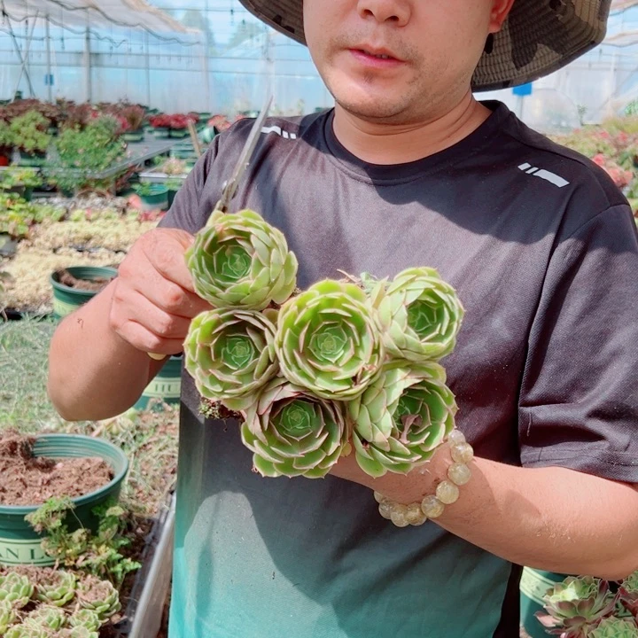 粉花妖6个单头多肉法师