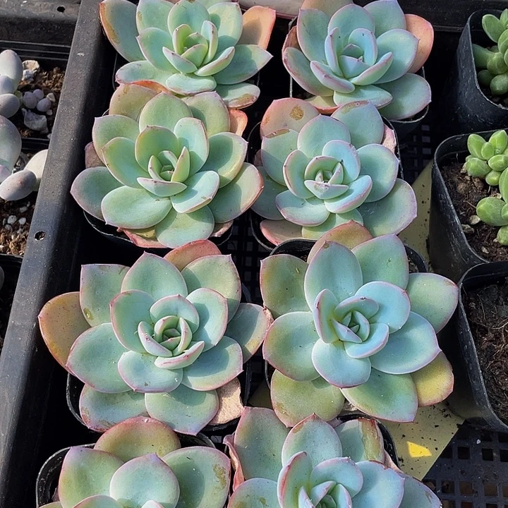 大叶布鲁兰带盆土发