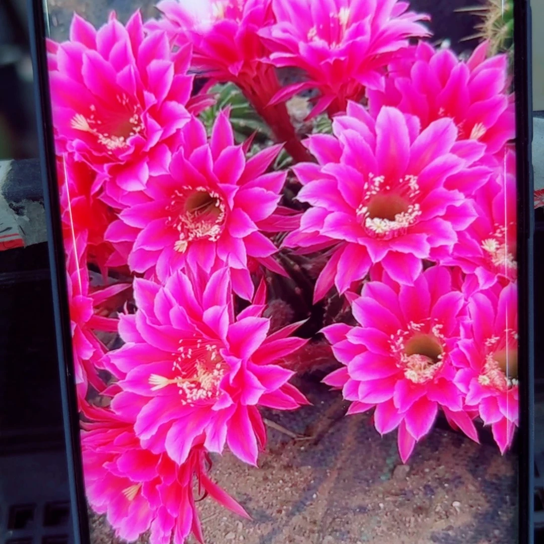 下55彩草粉芙蓉歪无根侧芽4公分左右20包邮