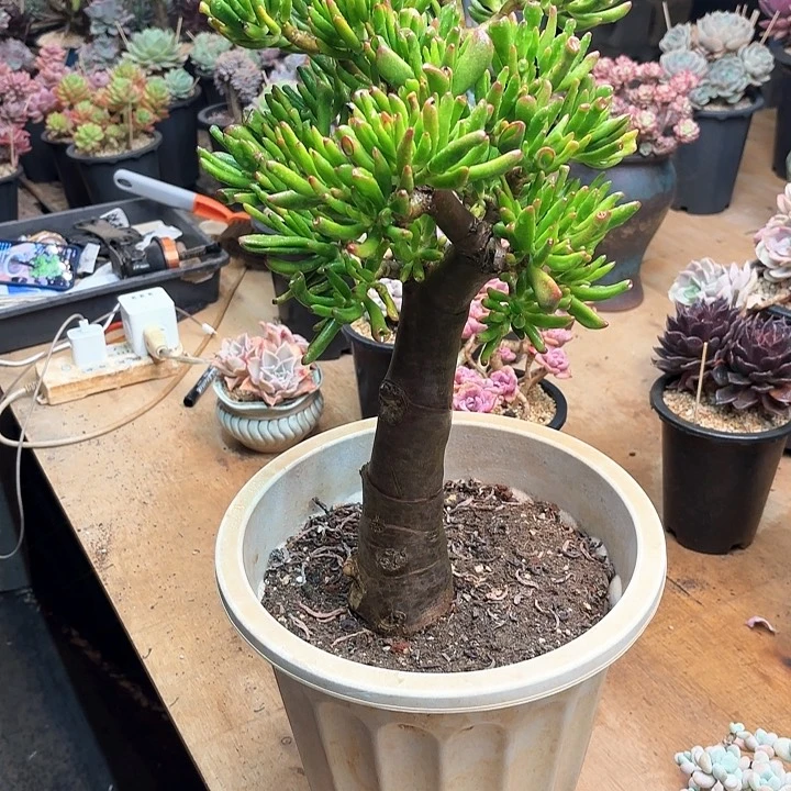 兔*令多肉植物，吸财树