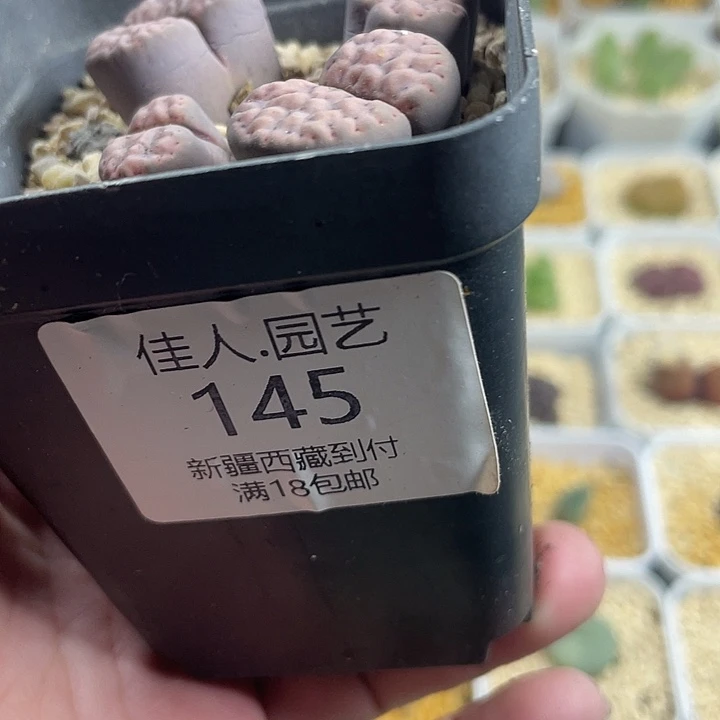 彦****家人园艺多肉生石花145