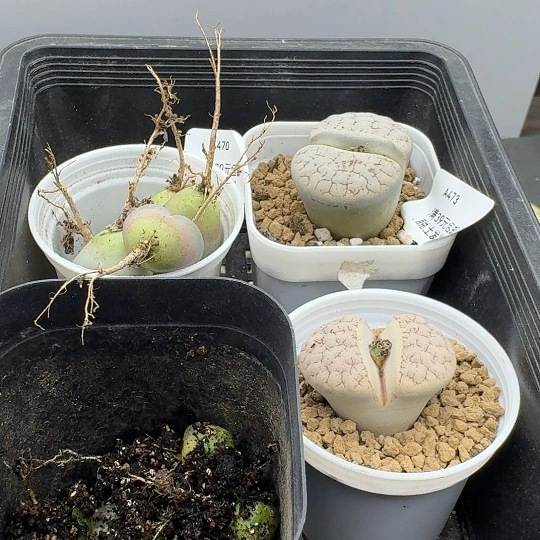 成***柜473多肉哈哈哈哈哈哈哈