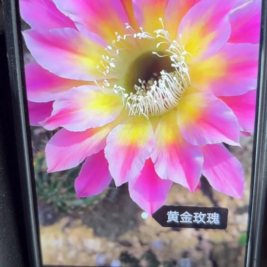 黄金玫瑰彩瑕侧牙仙人球20包邮18