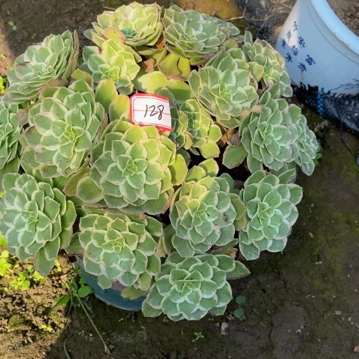 128海王多肉葡萄法师