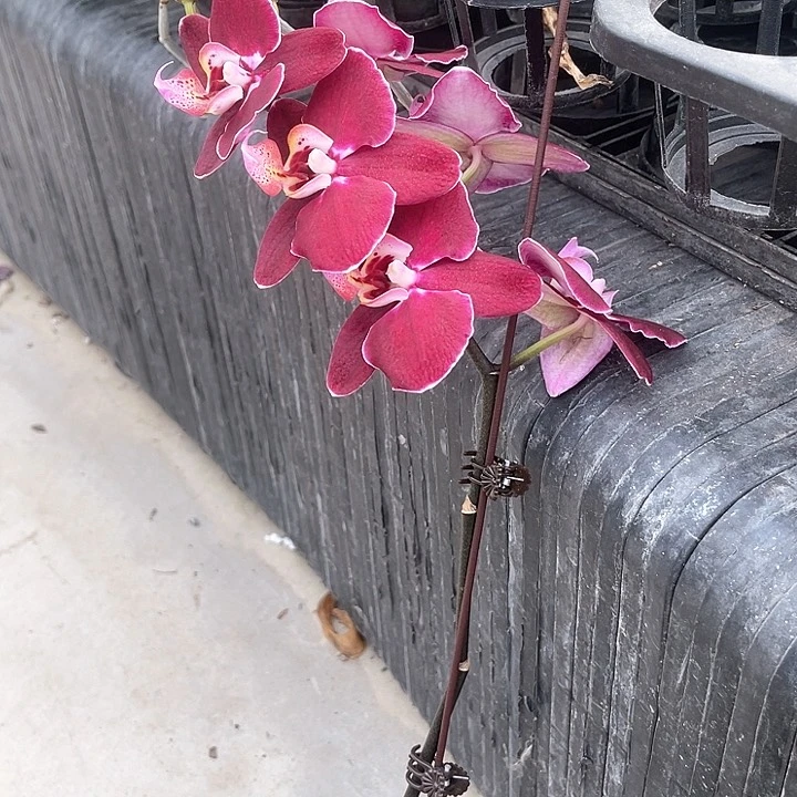 蝴蝶兰不知名黑花