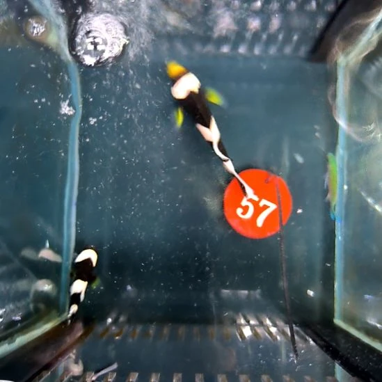 海水鱼黑豹5/7运费收10元/6-74-57