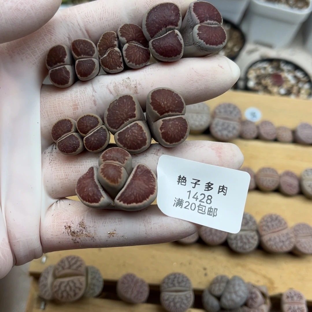 一***帅1428号一首双头红窗菊