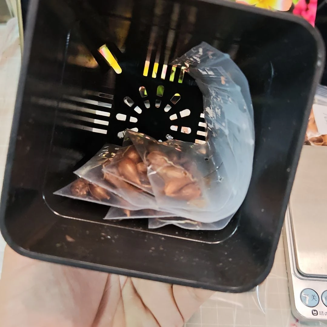余***版酢浆草早花盲盒一份20个盆