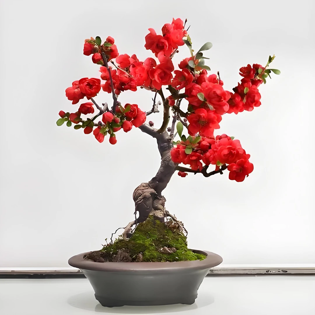 点点海棠花直拍专用链接