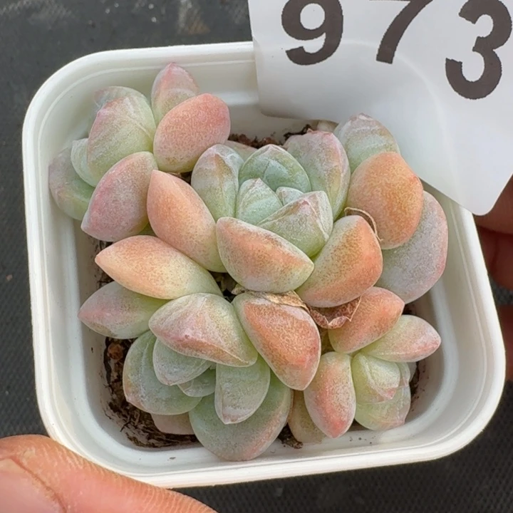 *****糖心冰玉            多肉植物