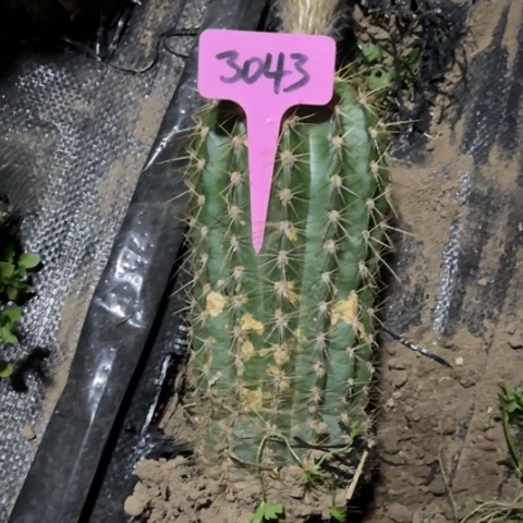 丸*?清清13毛花柱有斑3043