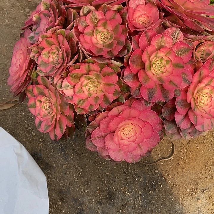 多肉植物倾城051多肉