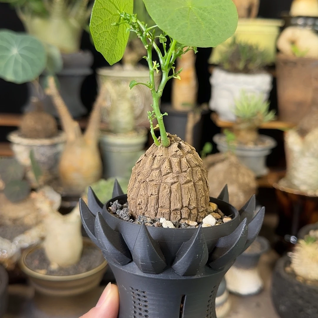 一物一拍老家龙甲龟120