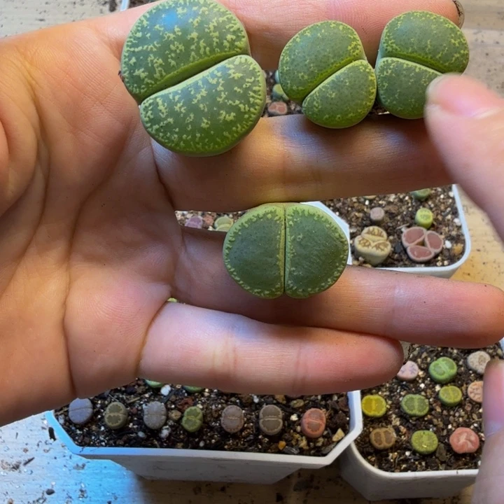 多肉植物的生长发育31