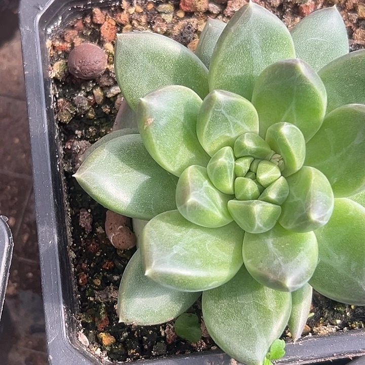 美人大单头特价福利