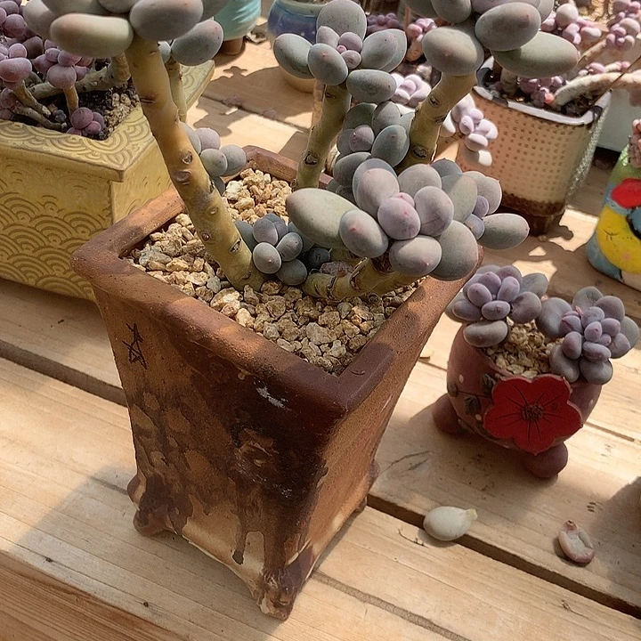 *****无花朵菲菲和姐姐修车就看看