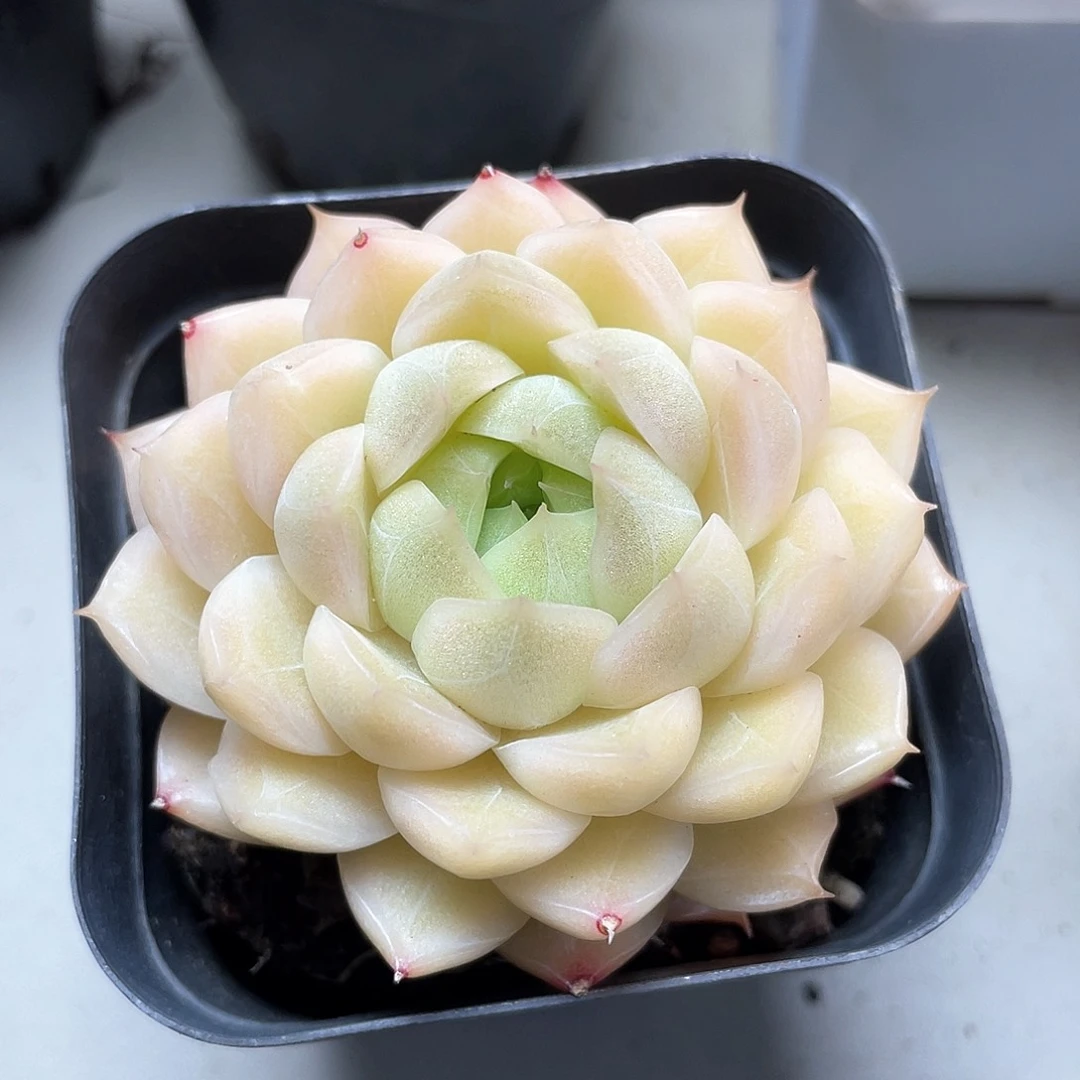 优选麦秆福利9388