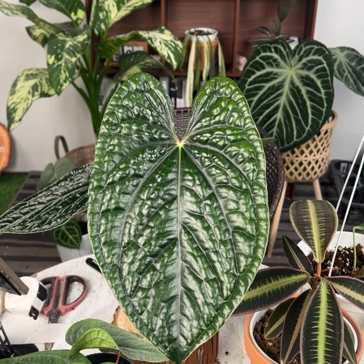 不开花植物原桩进口黑奢
