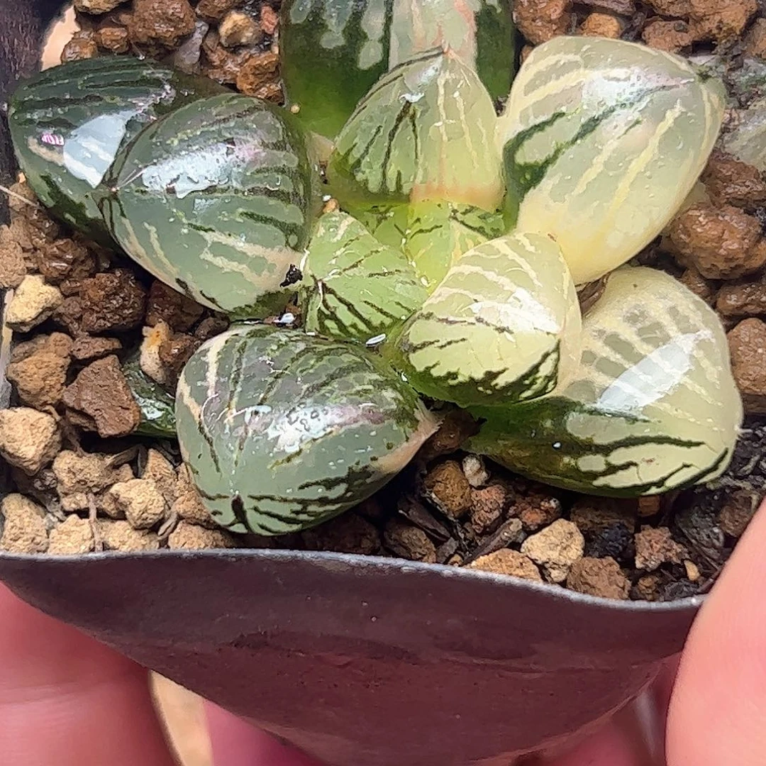 玉潭锦十二卷多肉