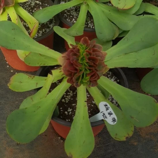 糖果锦缀化带砧木发货