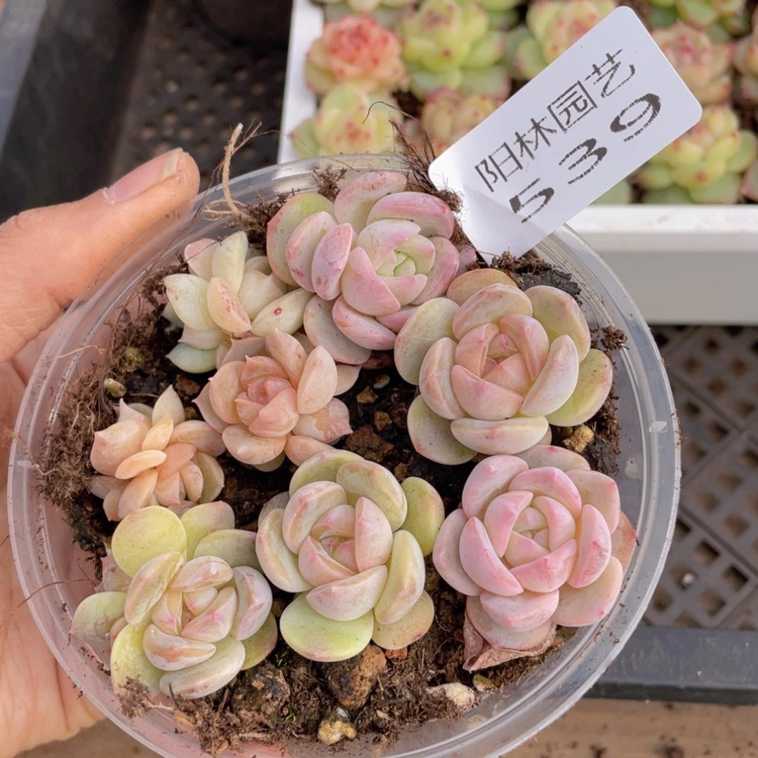 多肉植物多肉植物539