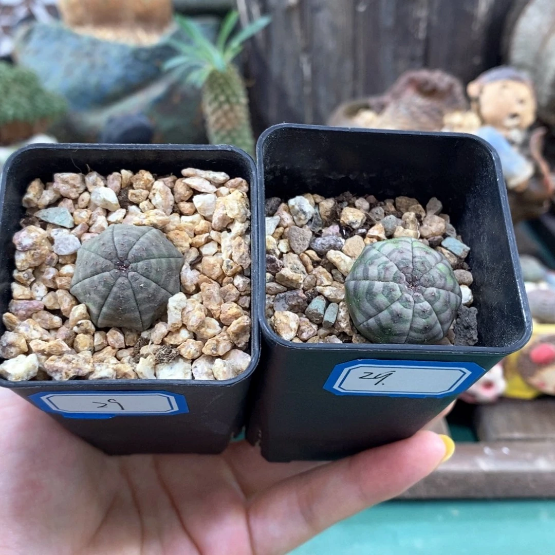欧系实生布纹球一物一拍