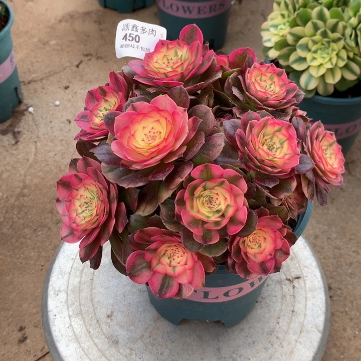 450荔枝多肉植物