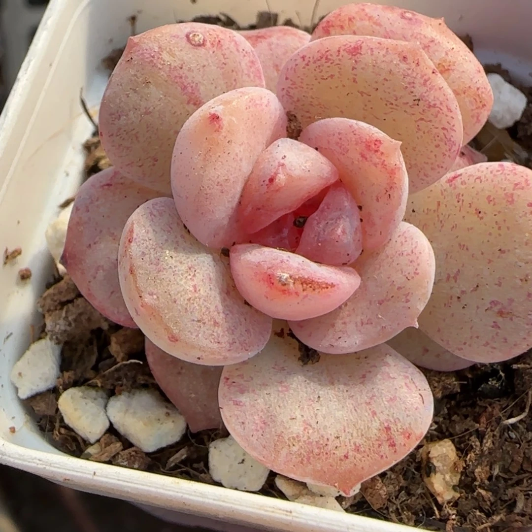 小卡拉米糖心一物一拍