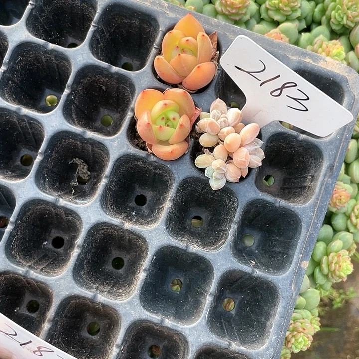 薇薇安园艺多肉2183