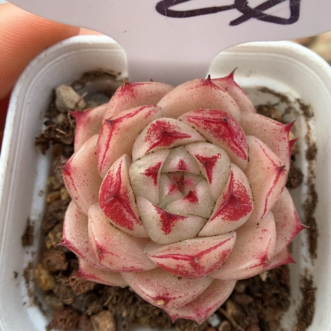 边线麦杆可拍524号。