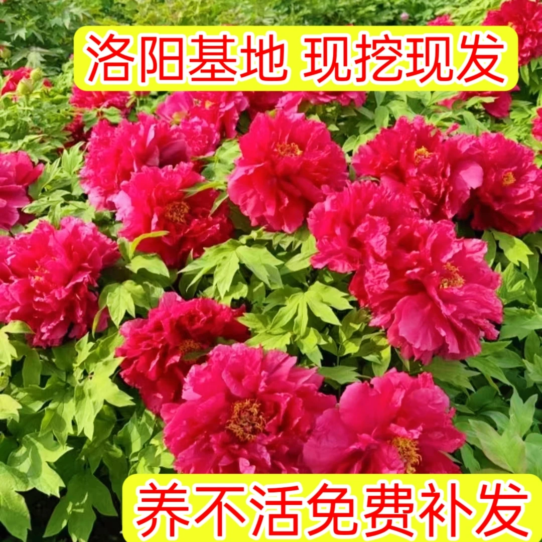 4年牡丹花苗4-8枝条（花苞）洛阳基地现挖现发