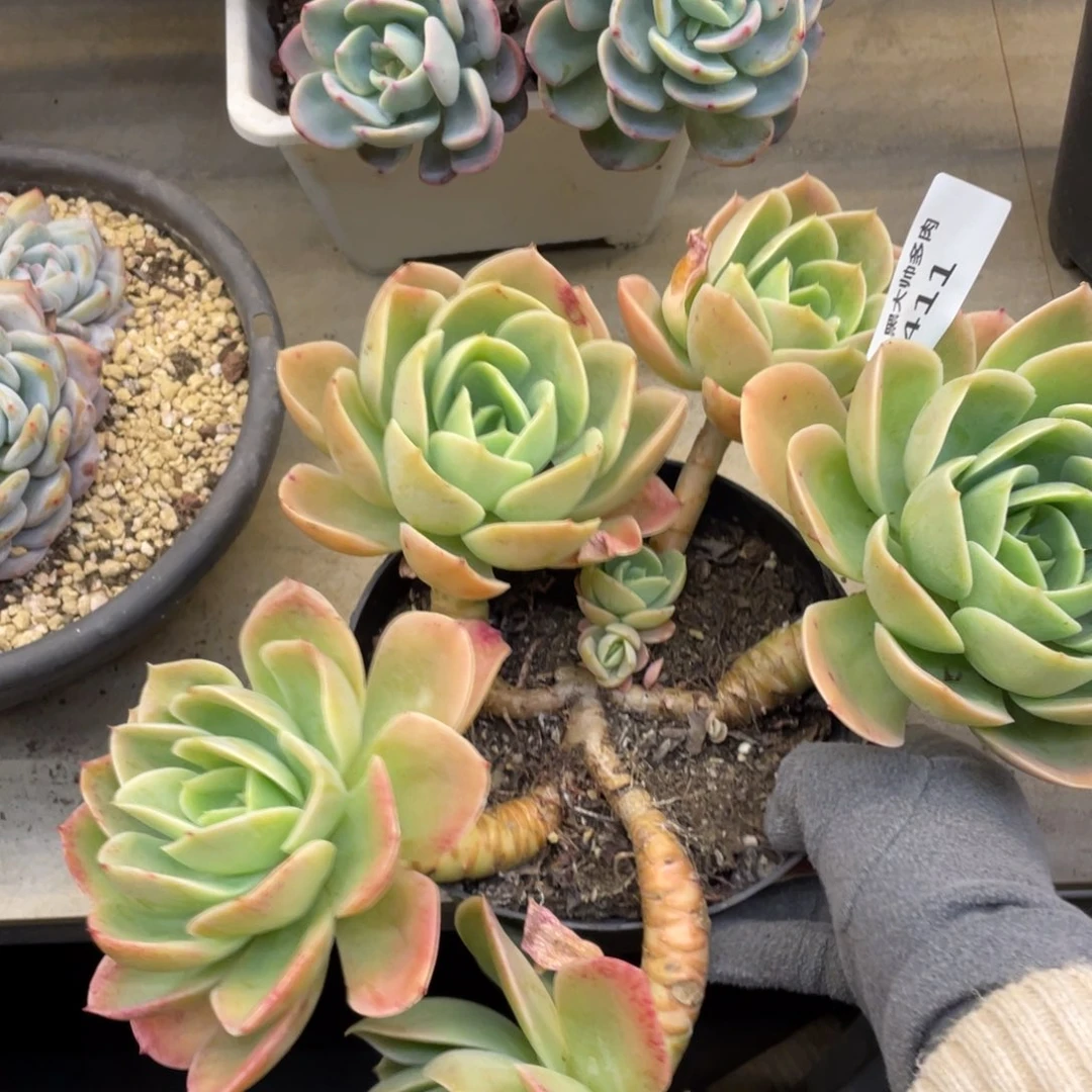 黑大帅多肉411星那嗒