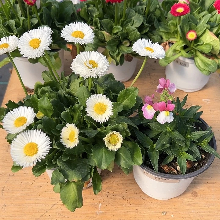 红陶抖音直播闪拍78