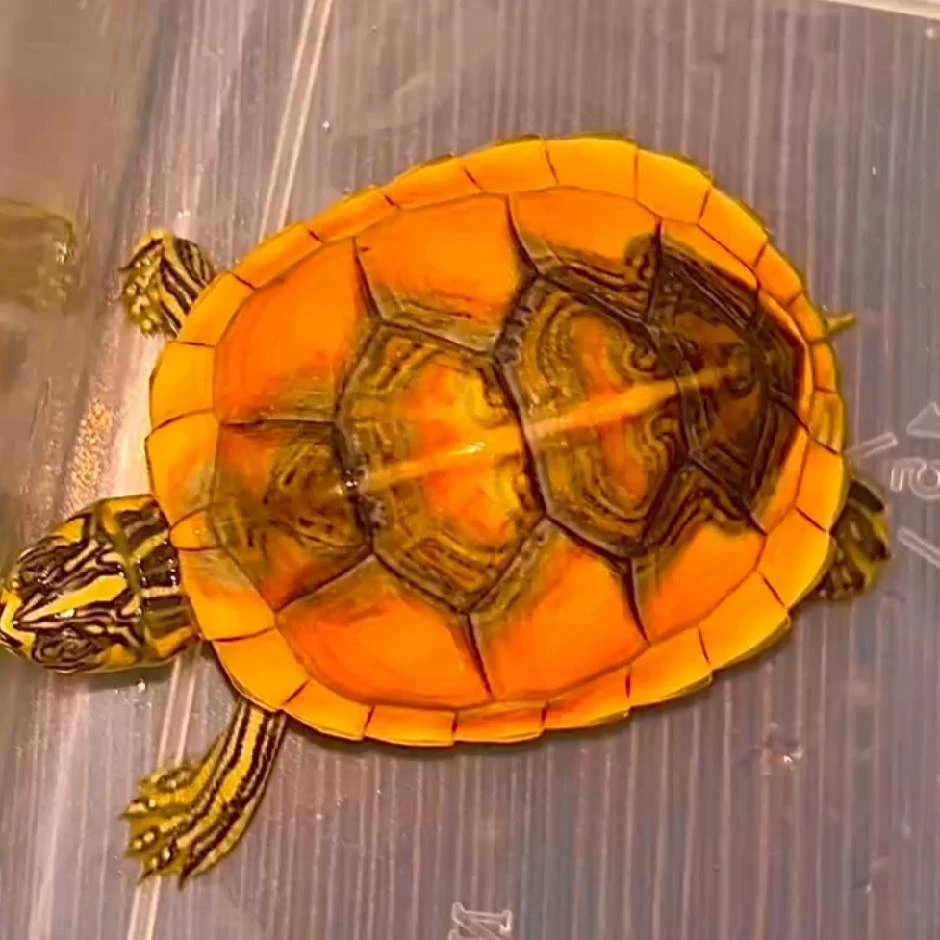 火焰龟活物宠物观赏龟（拼单链接，不可私拍）